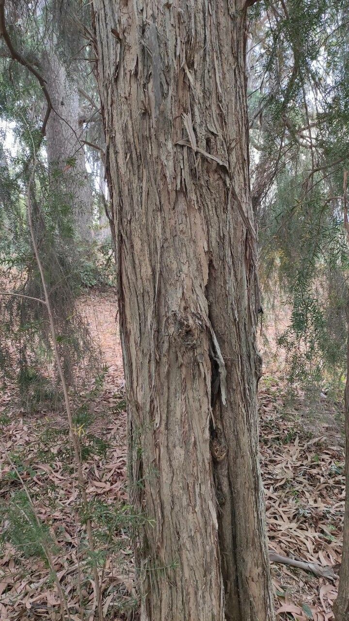 Melaleuca decora bark
