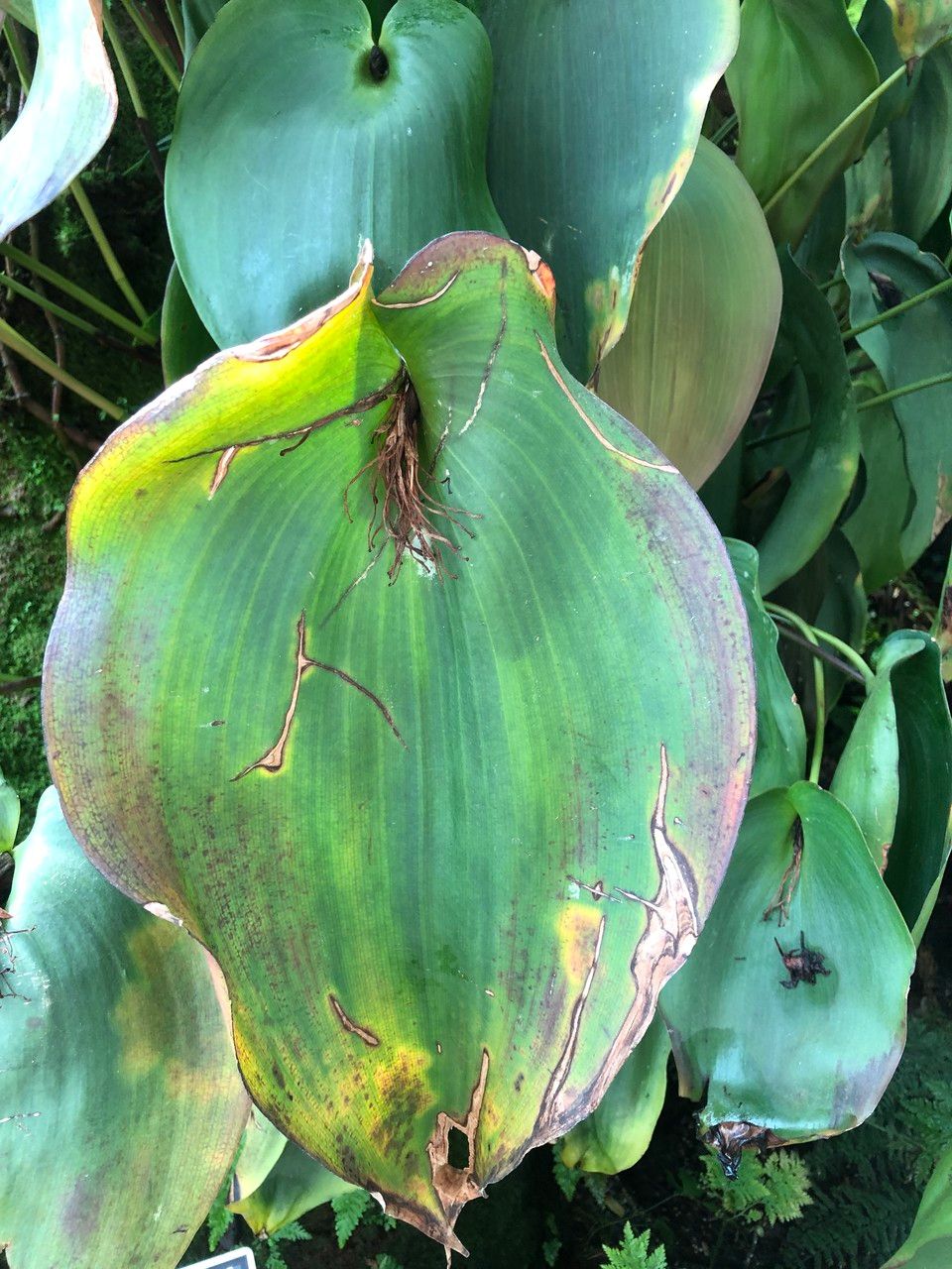 Pleurothallis teaguei fruit