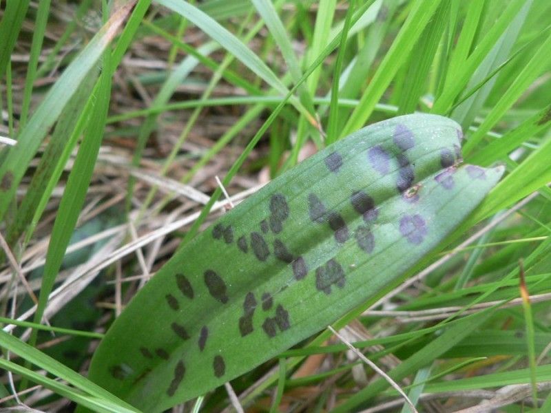 Orchis langei leaf