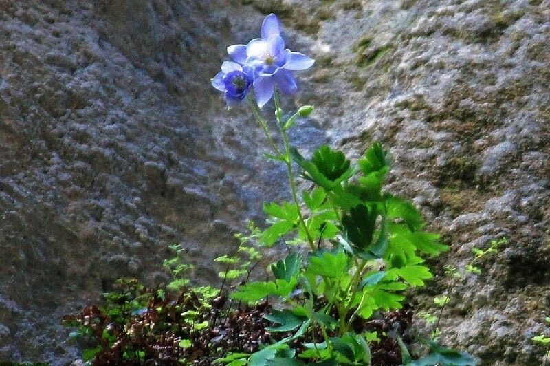 Aquilegia nuragica — search result for 'Aquilegia'
