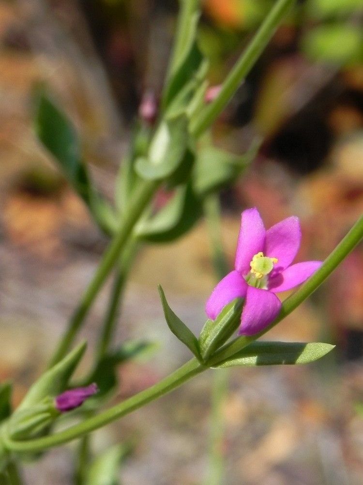 Centaurium spicatum — houseplant care guide