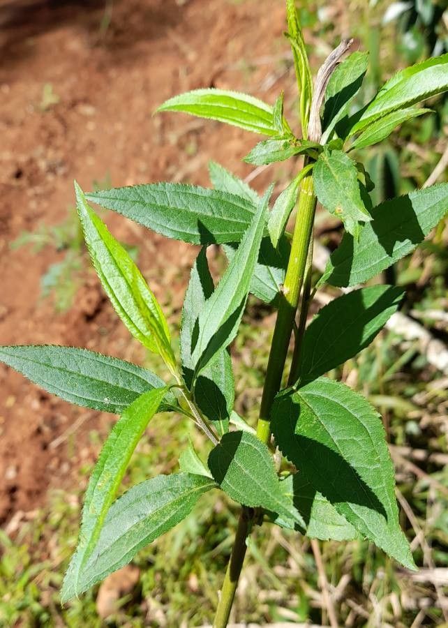 Chromolaena laevigata — search result for 'Chromolaena'