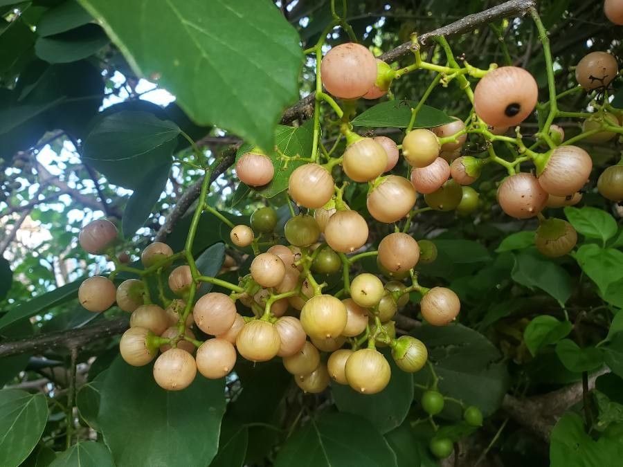 Cordia dichotoma fruit