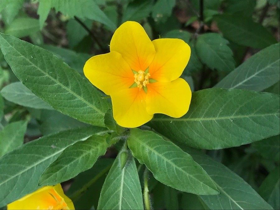 Ludwigia grandiflora flower