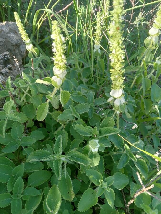 Platostoma hildebrandtii flower