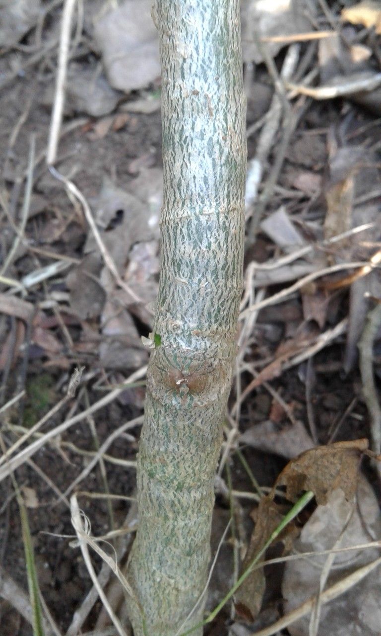 Polyscias madagascariensis bark