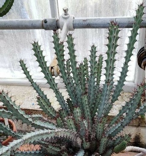 Euphorbia greenwayi habit