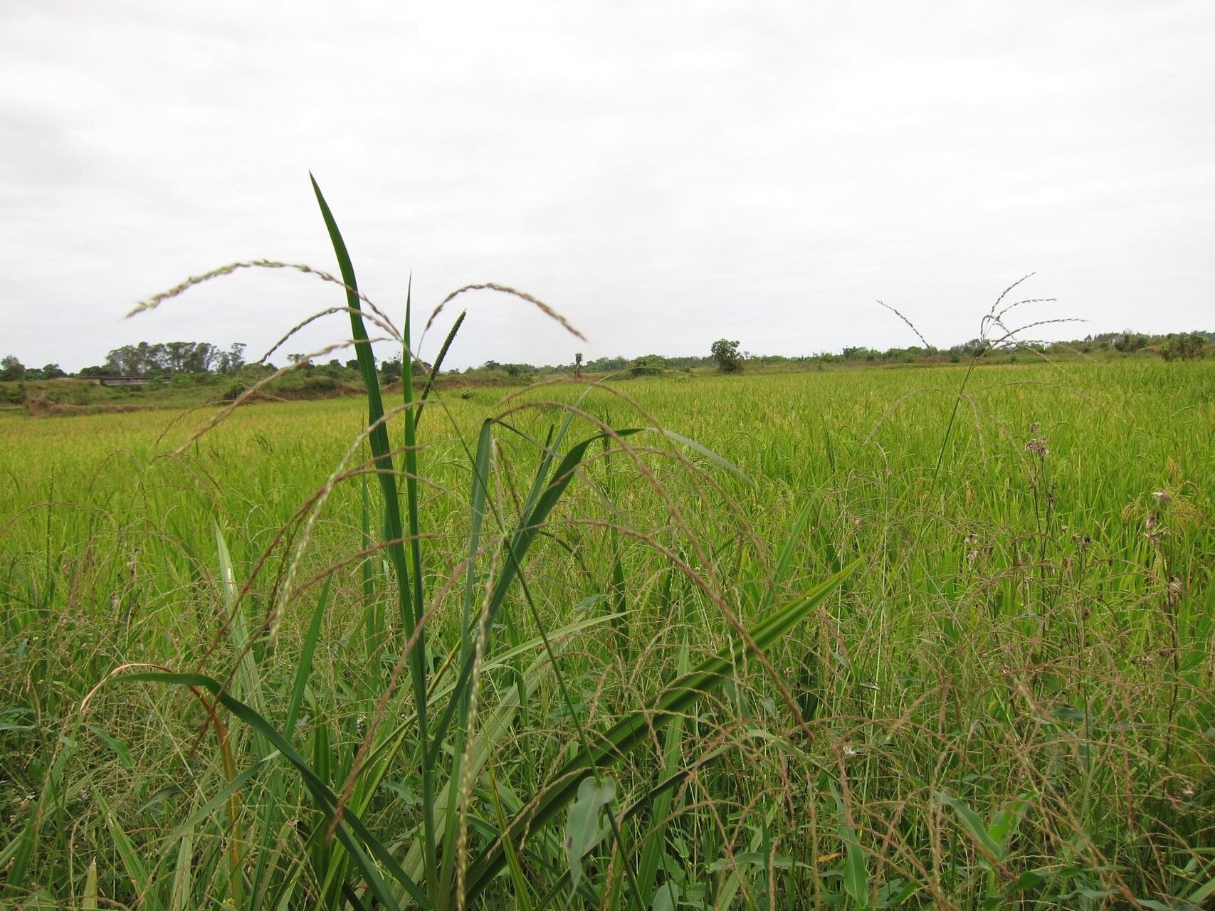 Alloteropsis paniculata — related species from the same genus