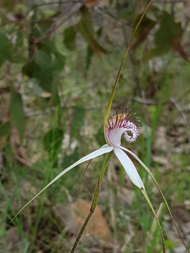 Caladenia splendens — houseplant care guide