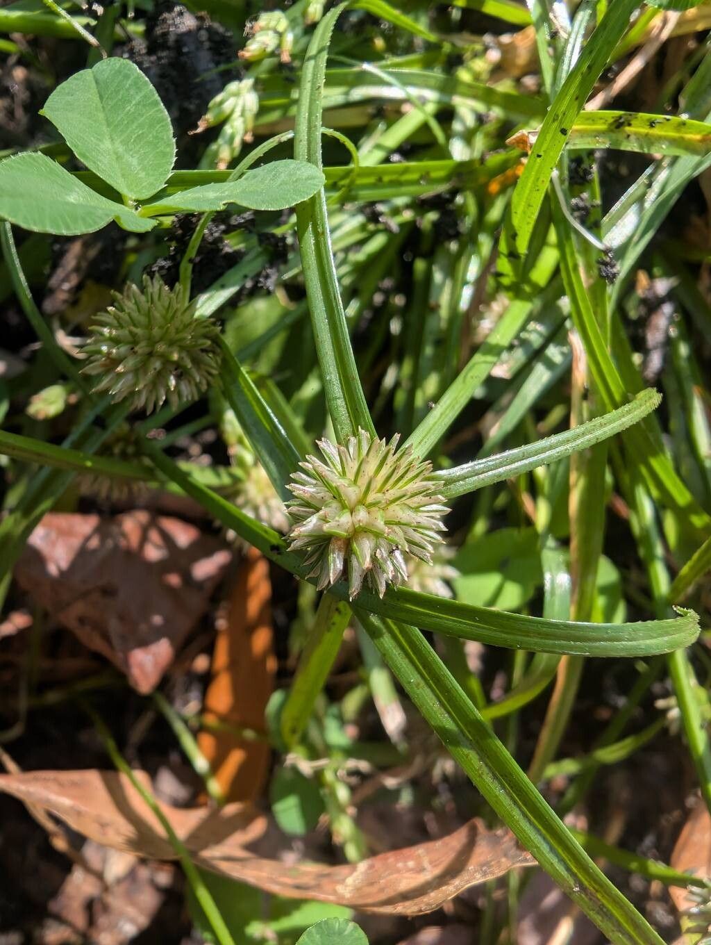 Cyperus brevifolioides — search result for 'Cyperus'