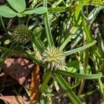 Cyperus brevifolioides