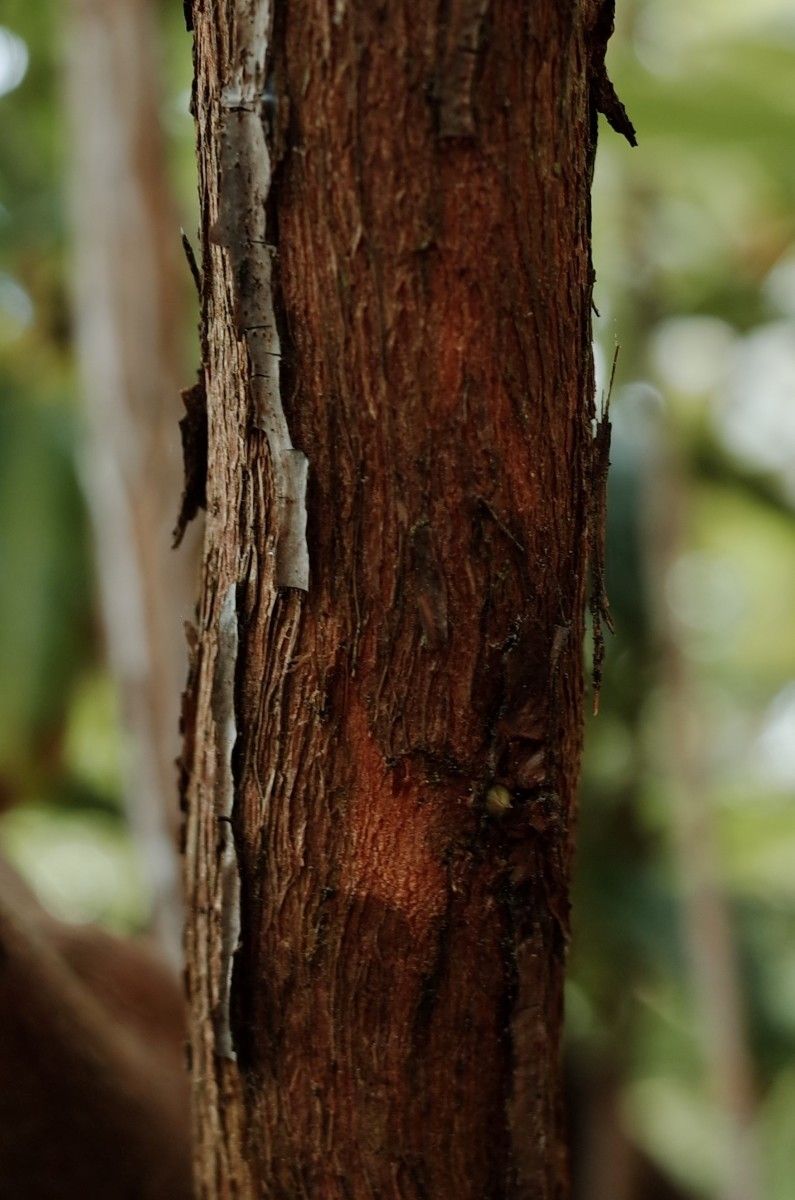 Rhododendron annae bark