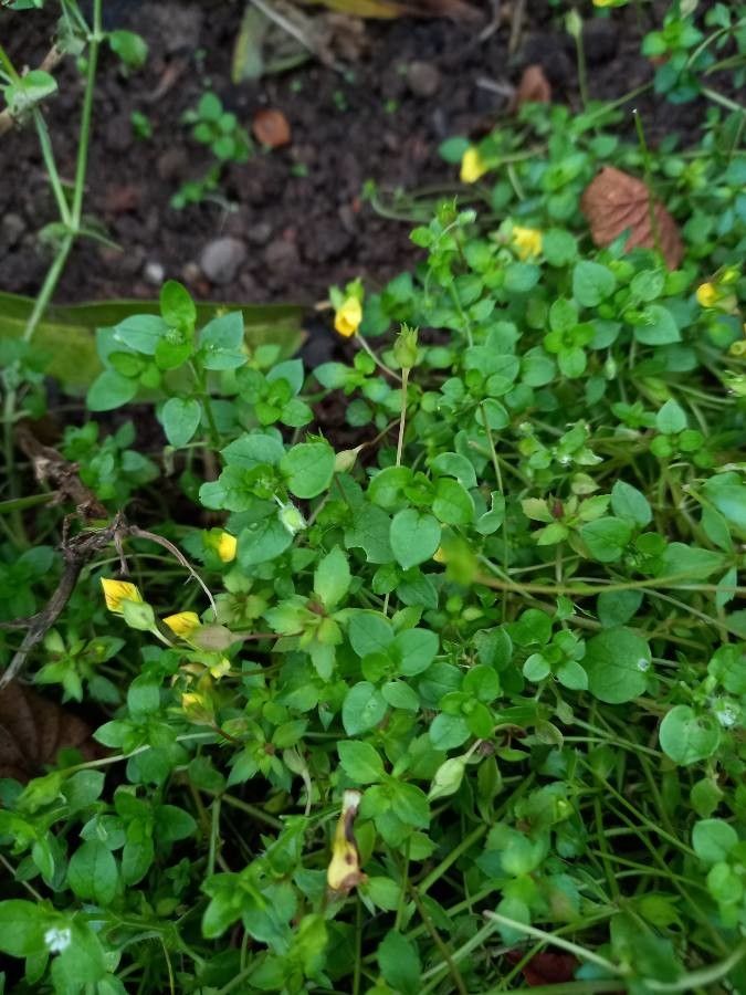 Mecardonia procumbens