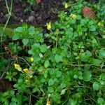 Mecardonia procumbens