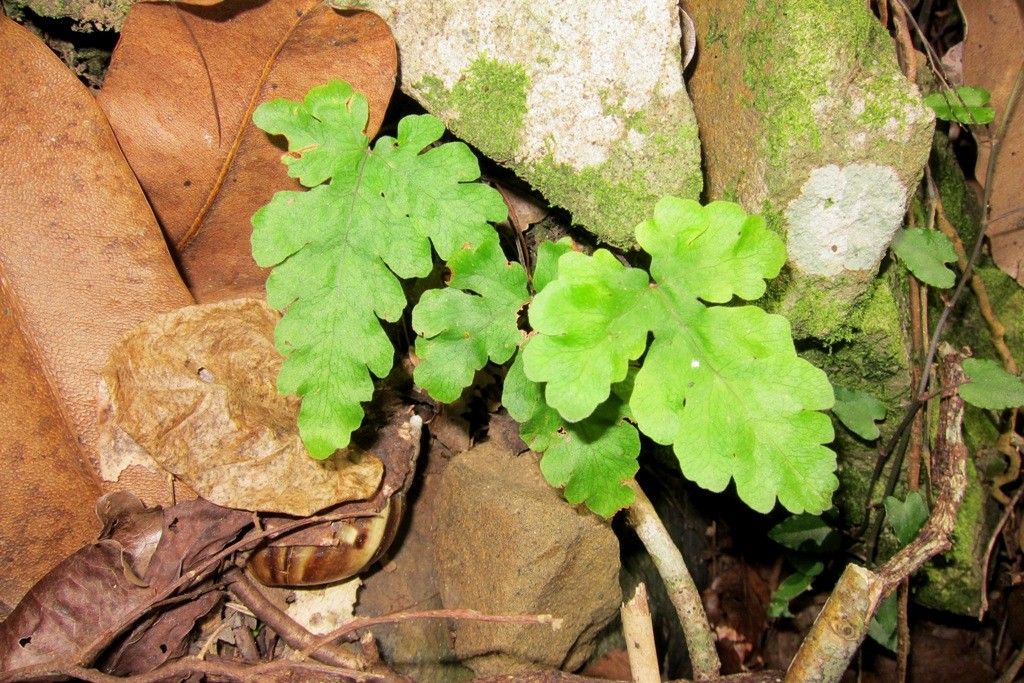 Tectaria moorei — houseplant care guide