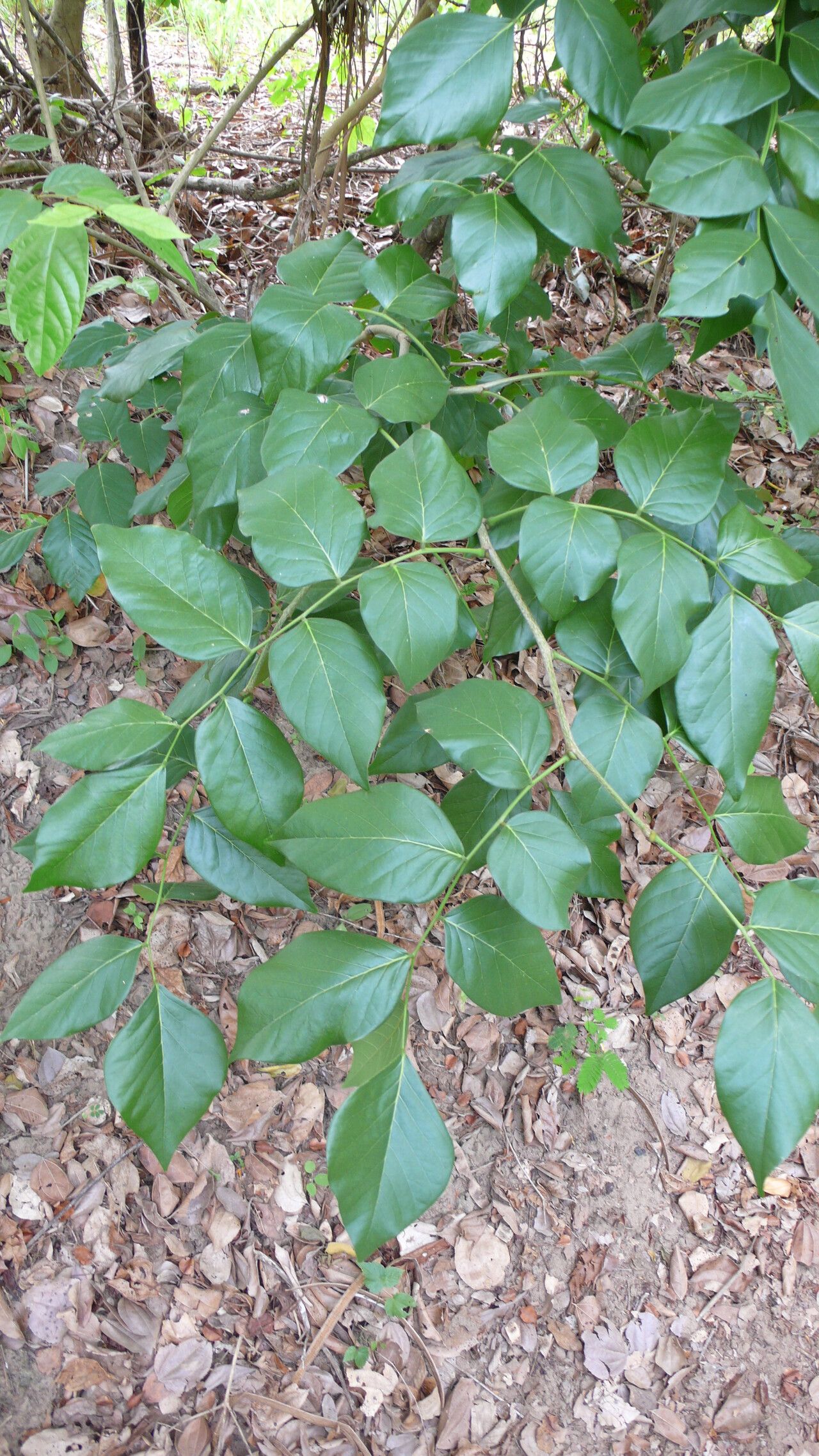 Poecilanthe ulei leaf