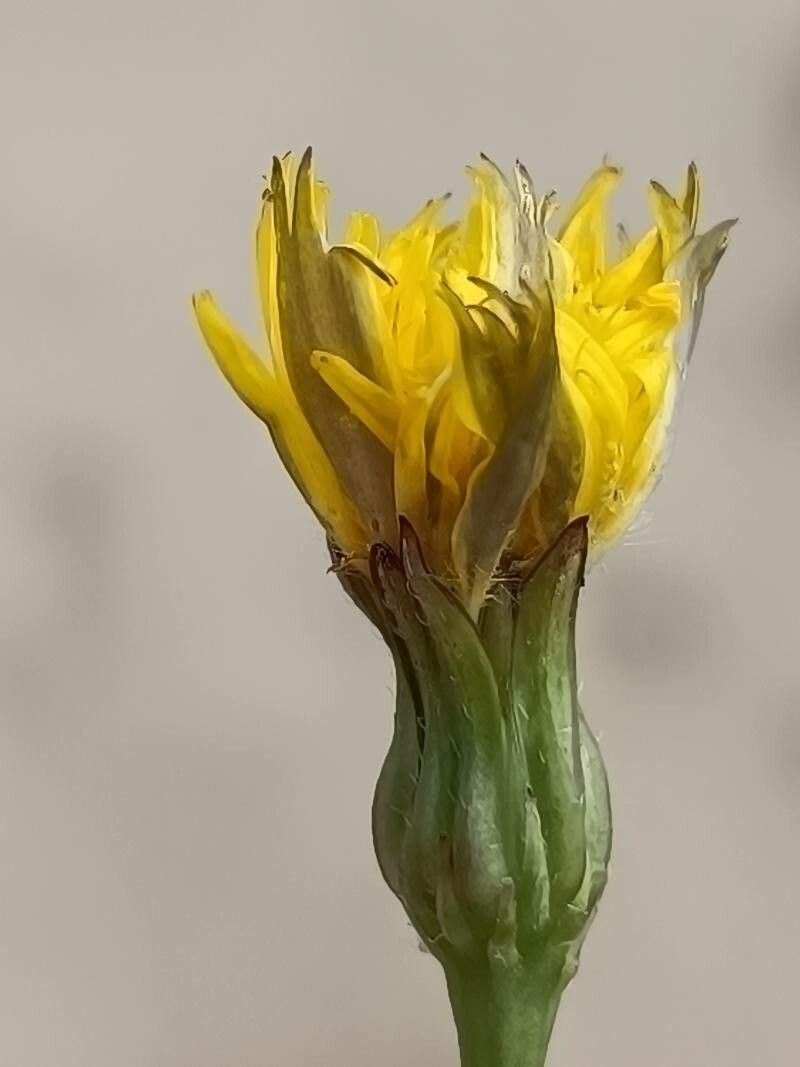 Hypochaeris radiata flower