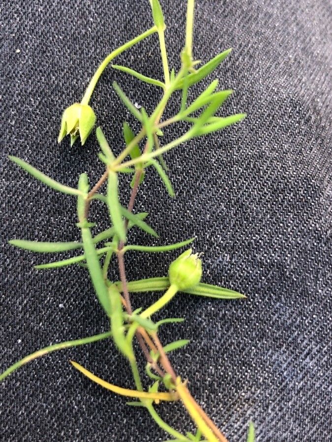 Arenaria montana — search result for 'Caryophyllaceae'