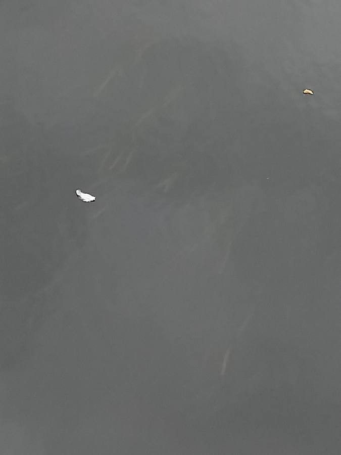 Sparganium emersum leaf