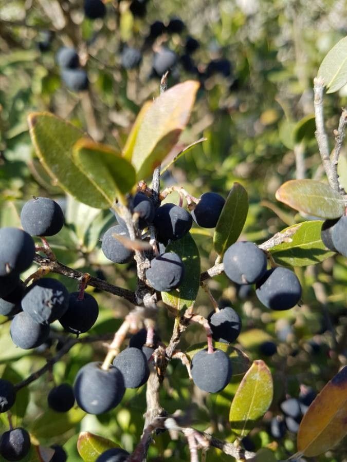 Phillyrea media fruit