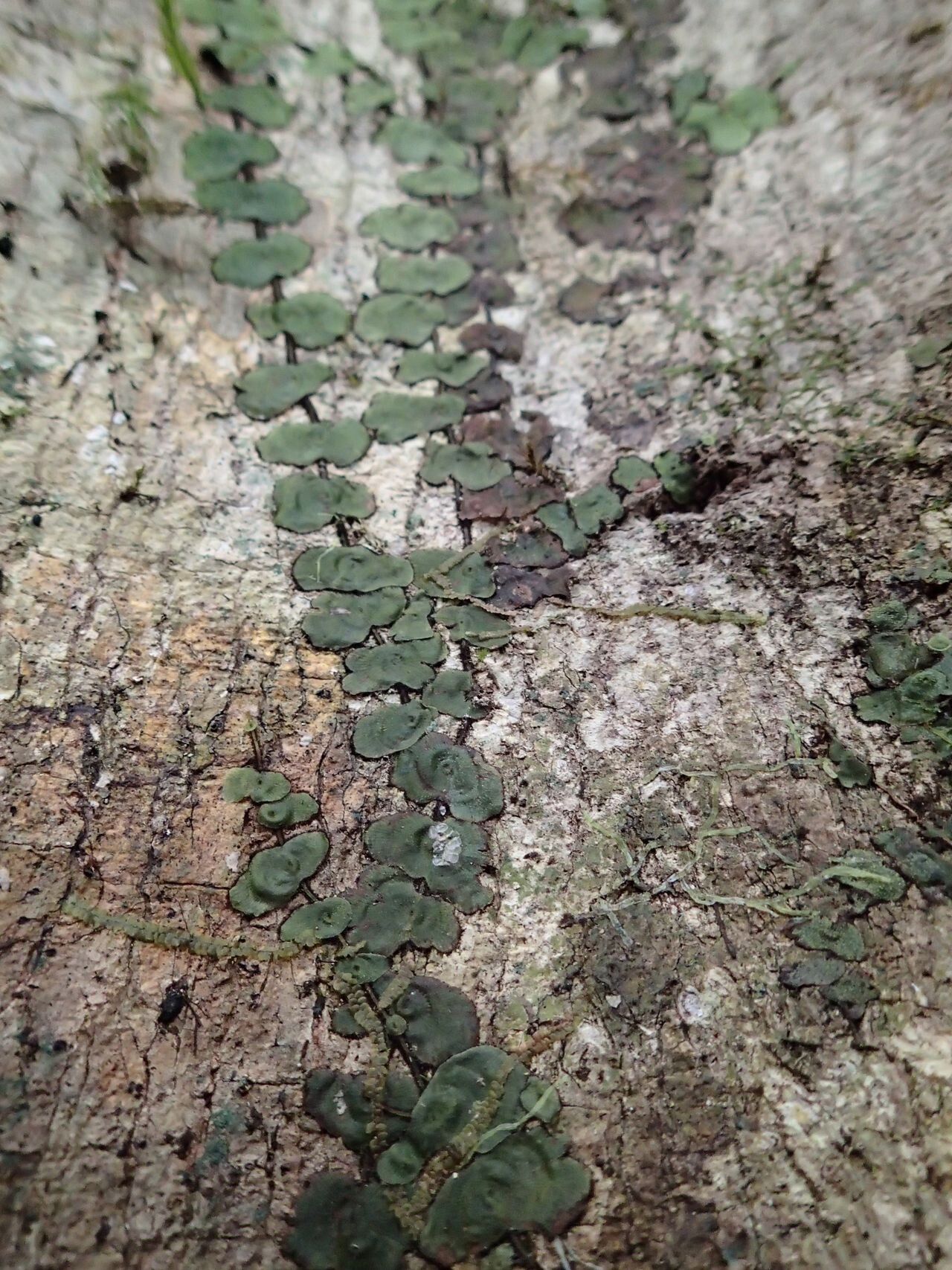 Didymoglossum tahitense — houseplant care guide