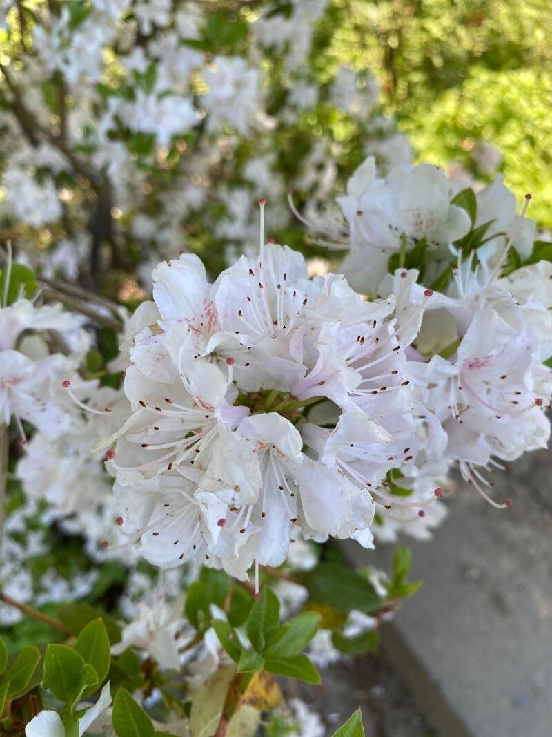 Rhododendron yunnanense flower