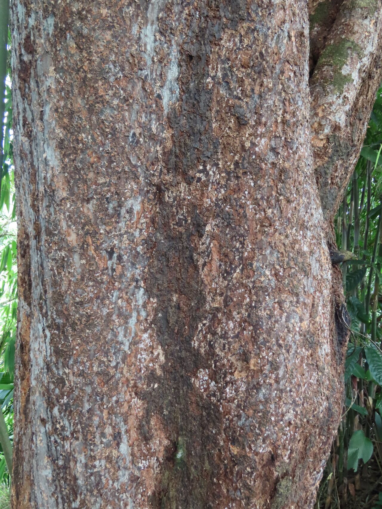 Inga laevigata bark