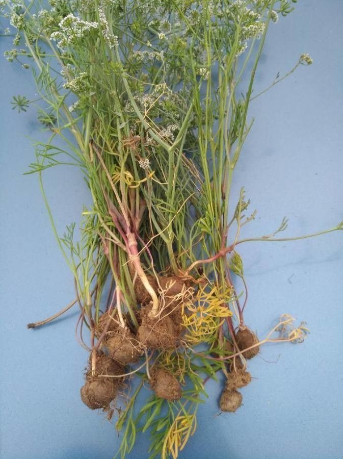 Bunium ferulaceum — related species from the same genus