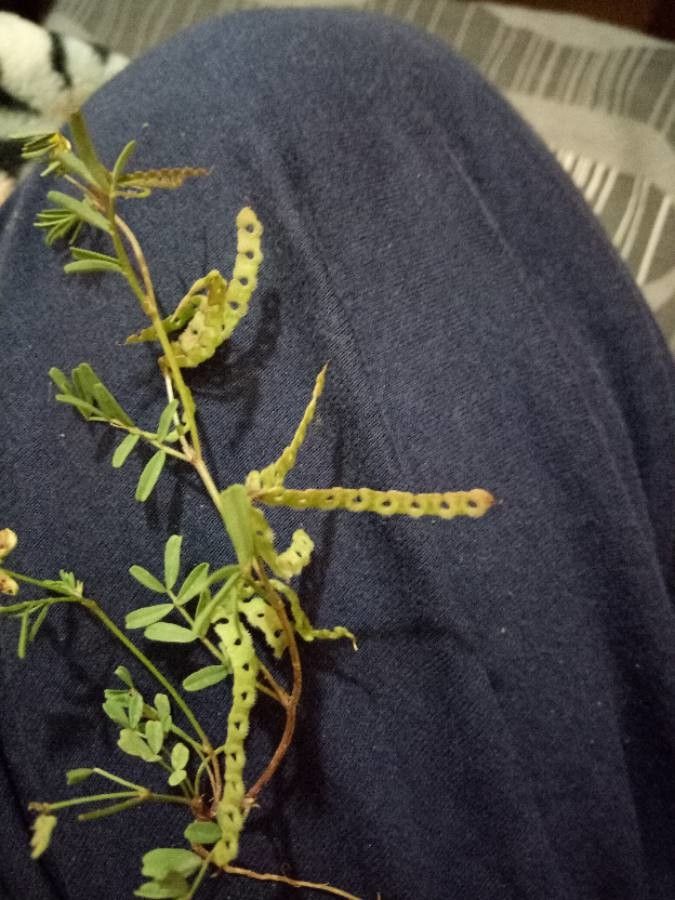 Hippocrepis unisiliquosa fruit