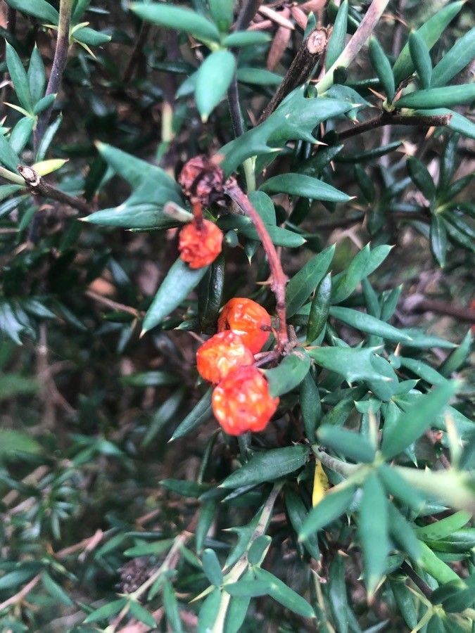Berberis soulieana fruit