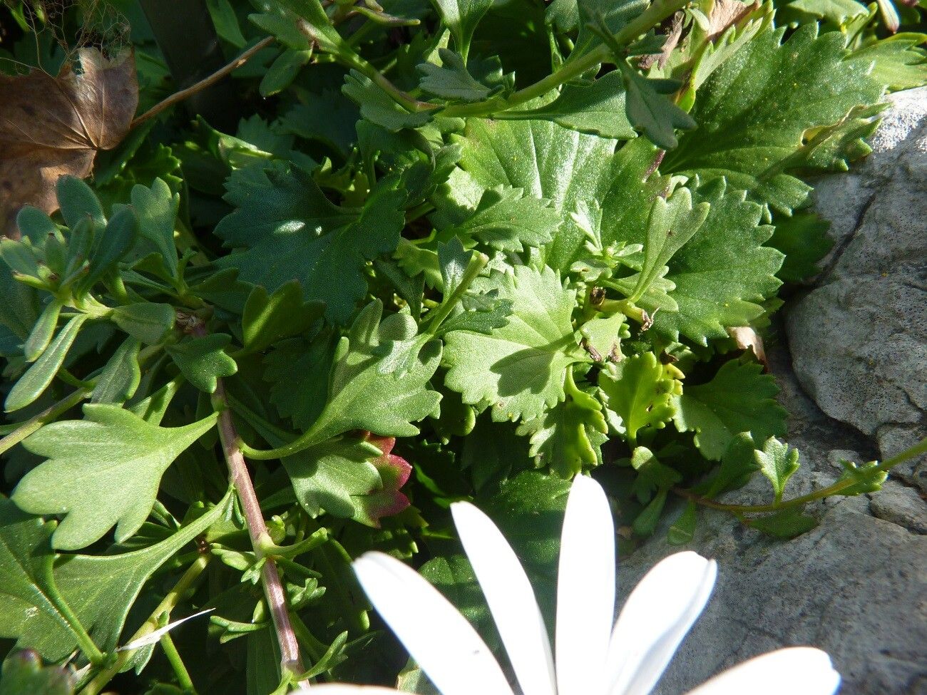 Chrysanthemum arcticum leaf