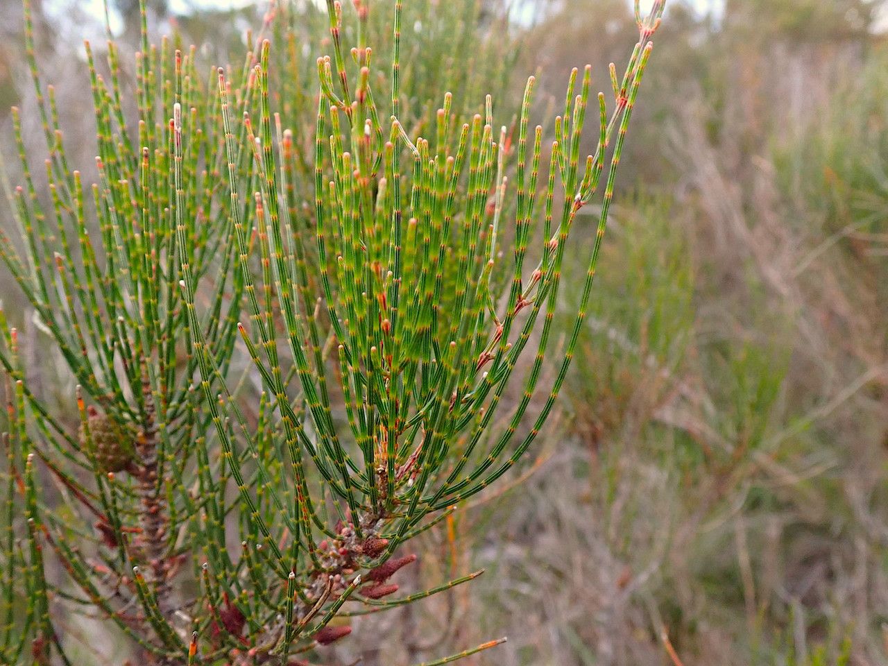 Allocasuarina muelleriana leaf