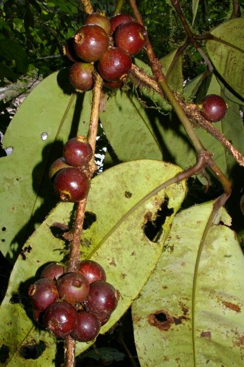 Myrcia neospeciosa fruit