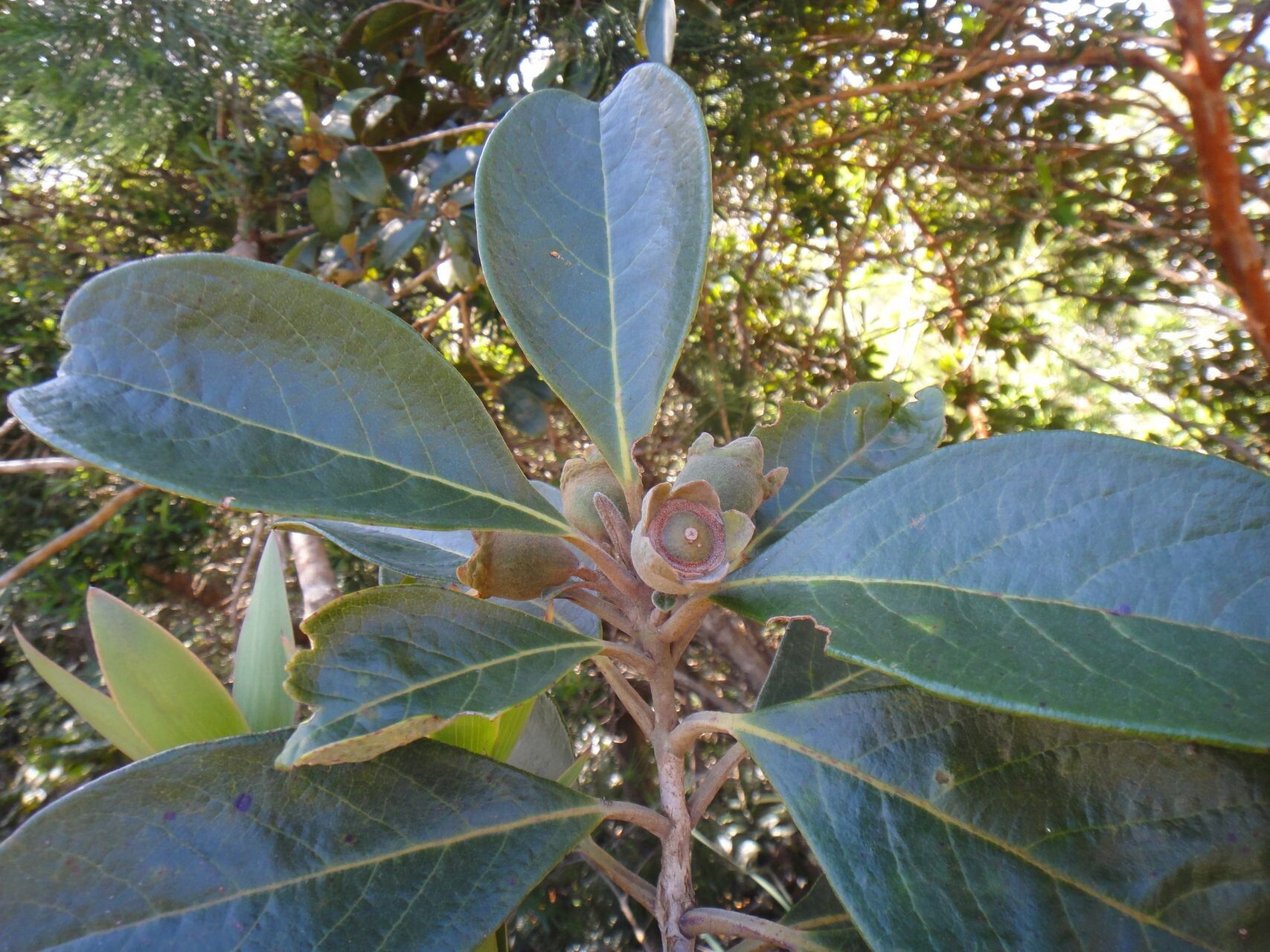 Rhodomyrtus locellata fruit