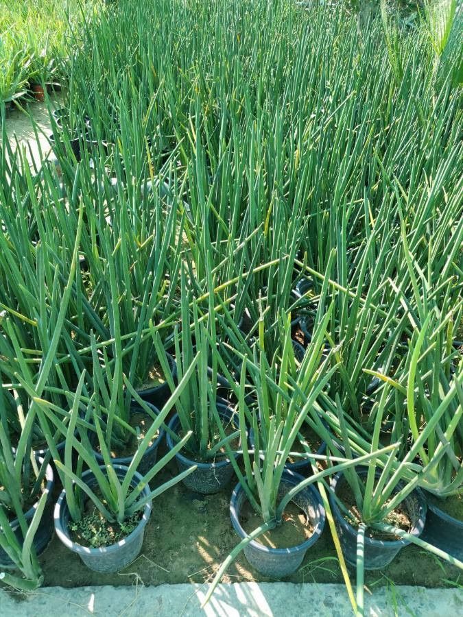 Euphorbia cylindrica — houseplant care guide