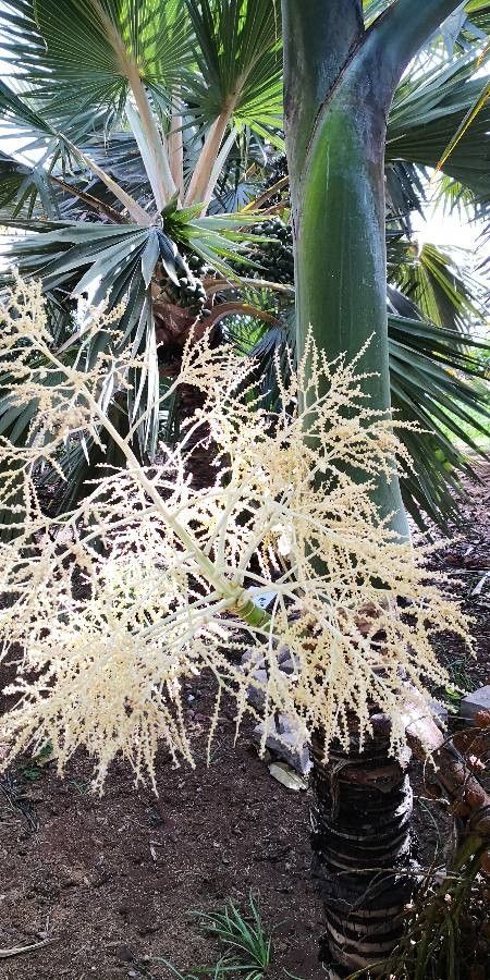 Hyophorbe indica flower