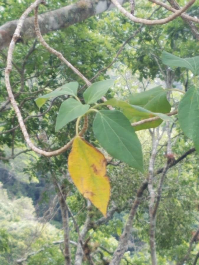 Montanoa guatemalensis — related species from the same genus