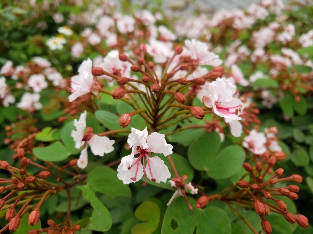 Cheniella corymbosa — related species from the same genus