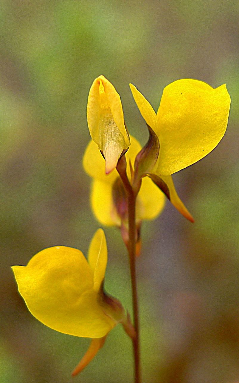 Utricularia juncea — search result for 'Utricularia'