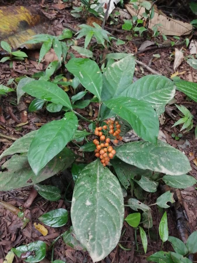 Psychotria racemosa habit