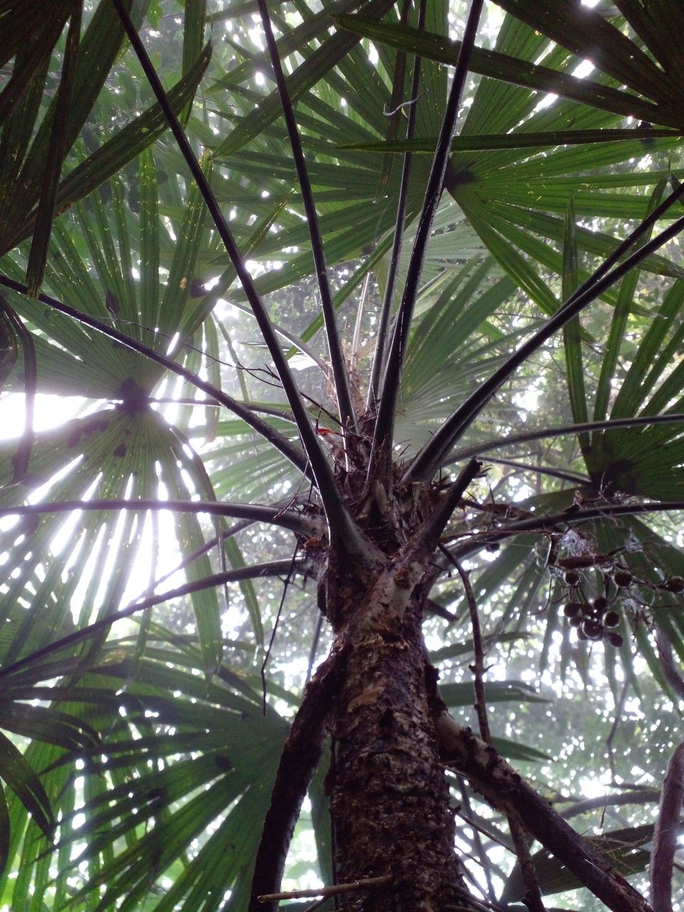 Cryosophila warscewiczii — search result for 'Bamboo'