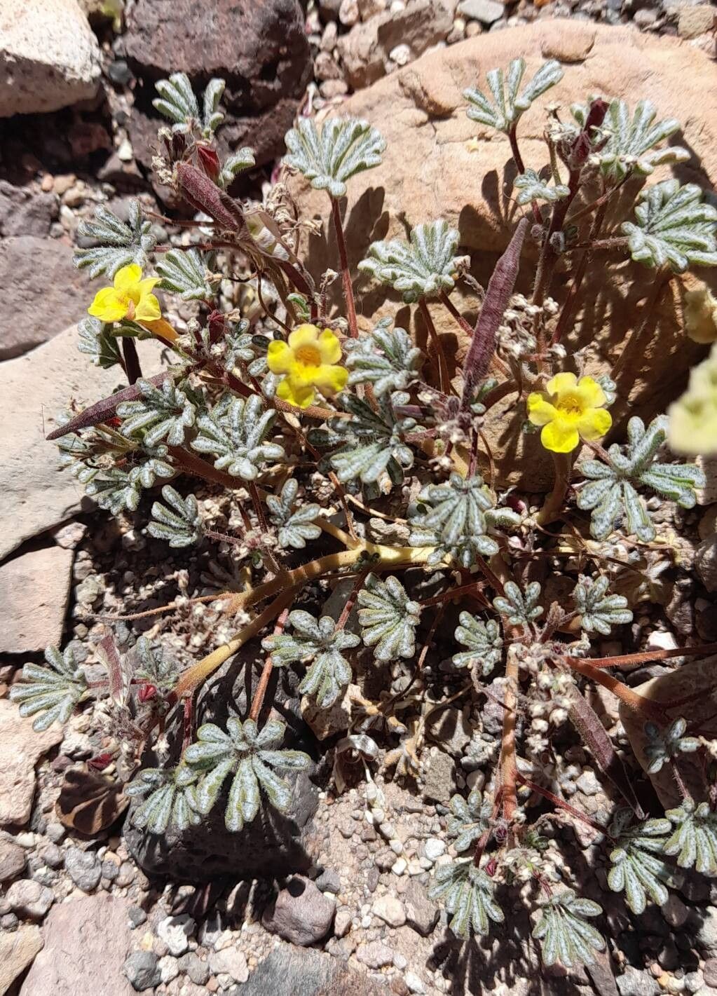 Argylia checoensis habit