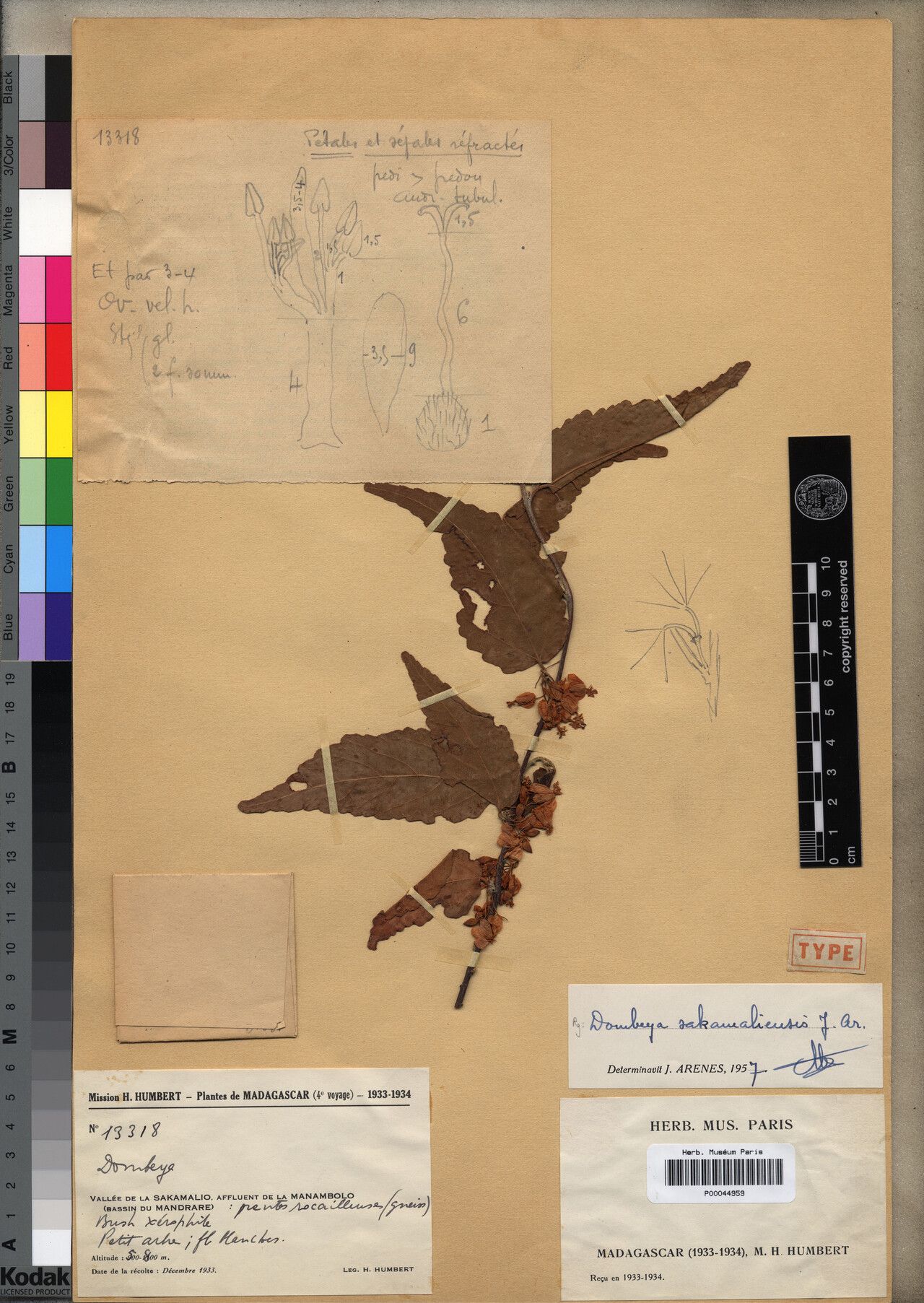 Dombeya sakamaliensis — houseplant care guide