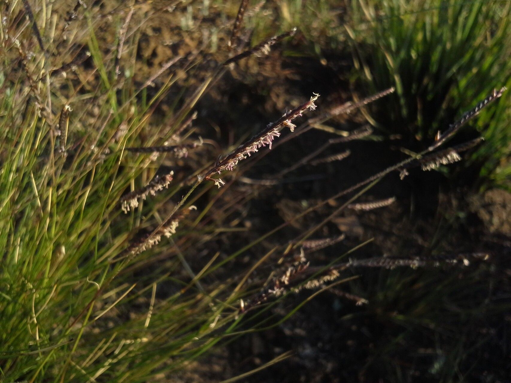 Microchloa altera flower