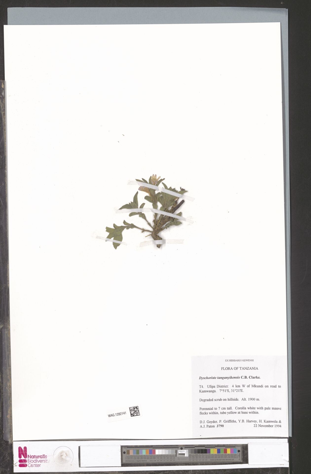 Dyschoriste tanganyikensis — houseplant care guide