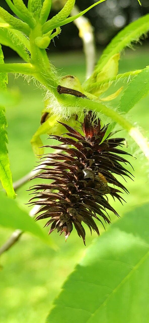 Platycarya strobilacea fruit