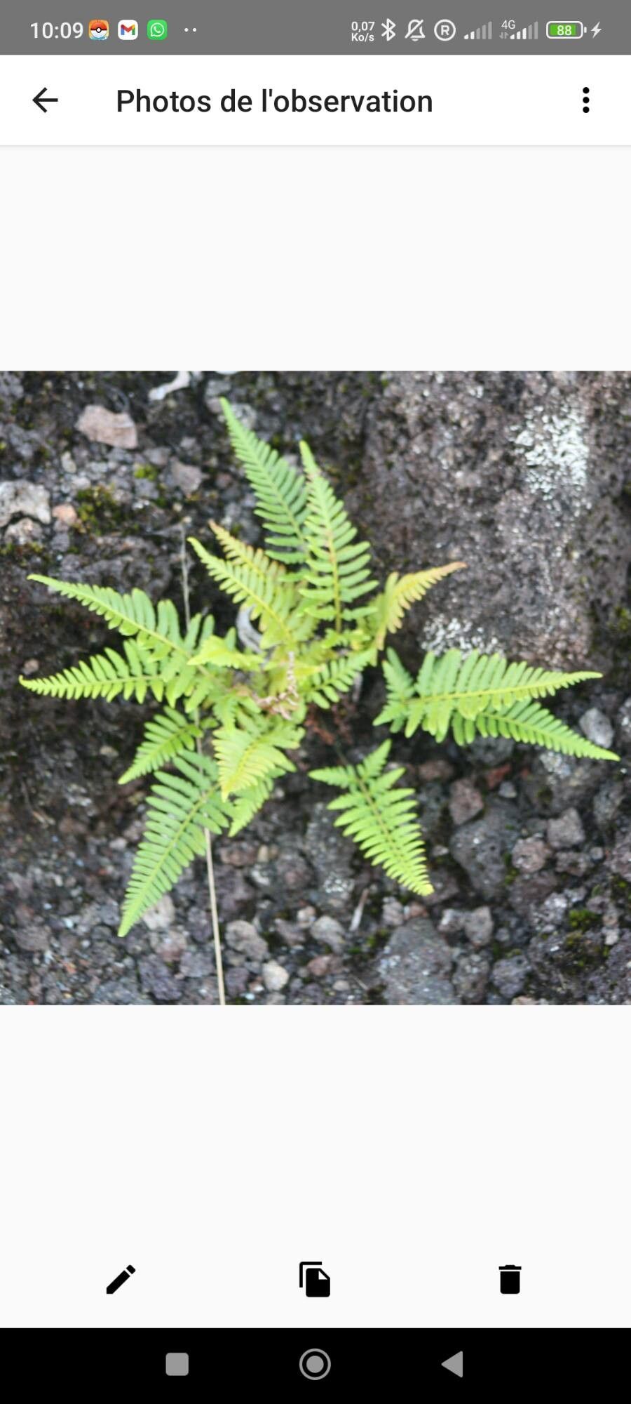 Pityrogramma austroamericana — related species from the same genus