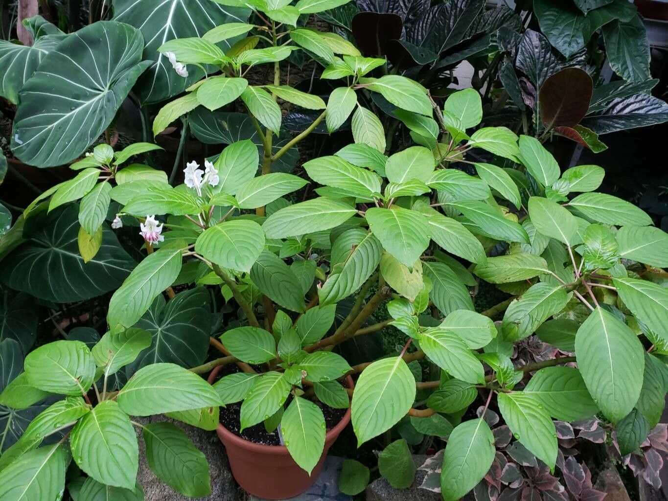 Impatiens grandis habit