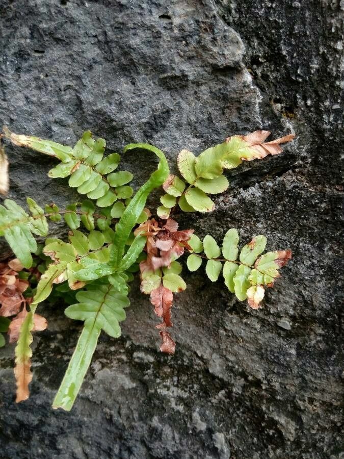 Polypodium amorphum — related species from the same genus
