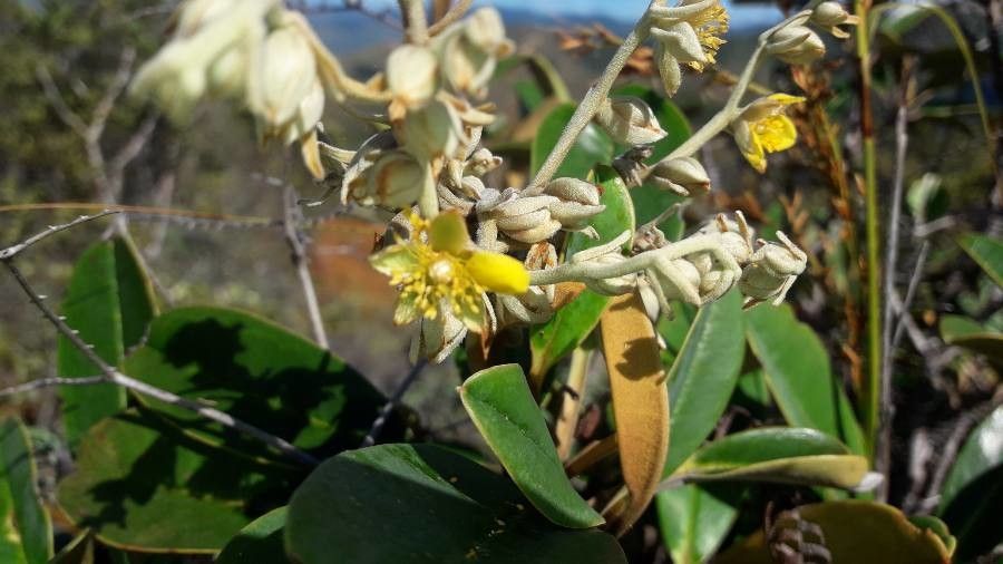 Hibbertia pancheri flower